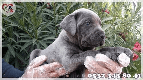 cane corso fiyat