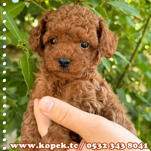 toy poodle fiyat