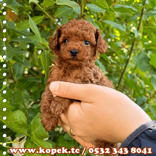 toy poodle fiyat