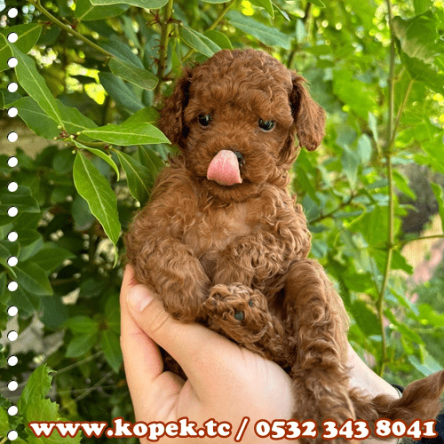 toy poodle fiyat