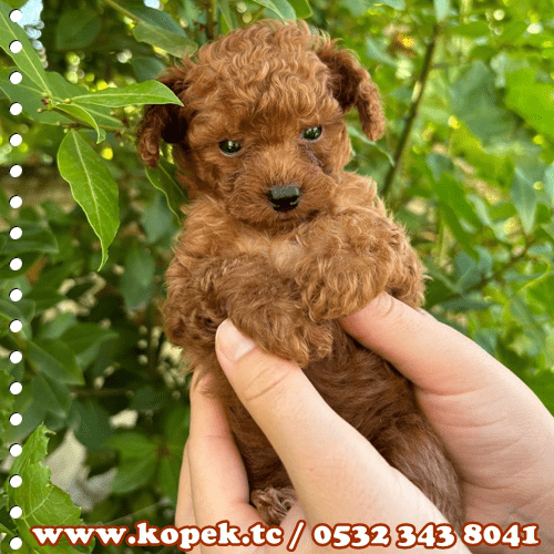 toy poodle fiyat