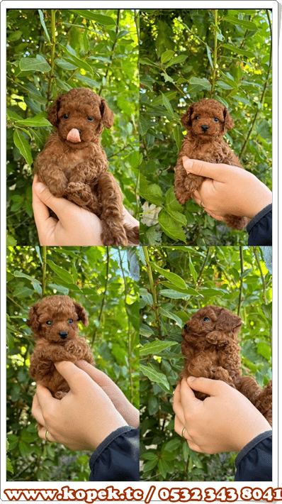 toy poodle