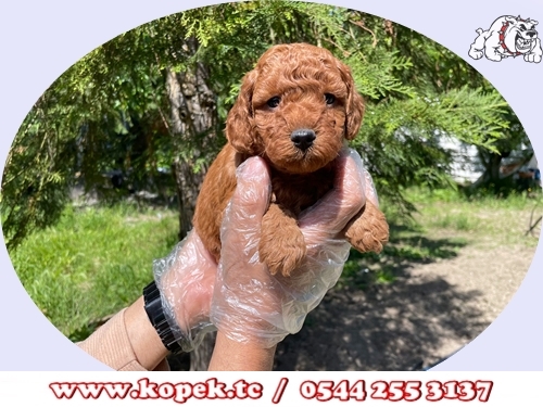 toy poodle