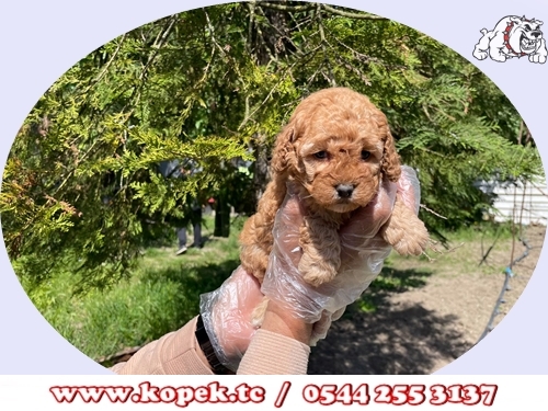 toy poodle