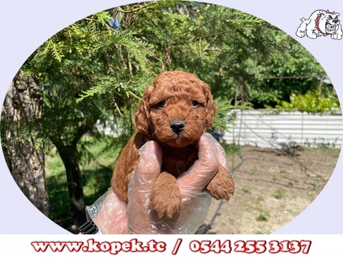 toy poodle