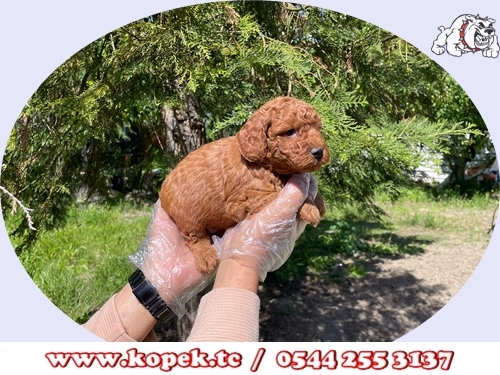 toy poodle