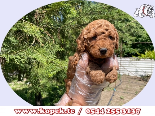 toy poodle