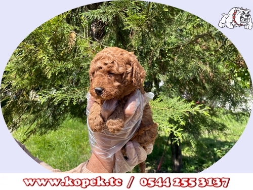 toy poodle red