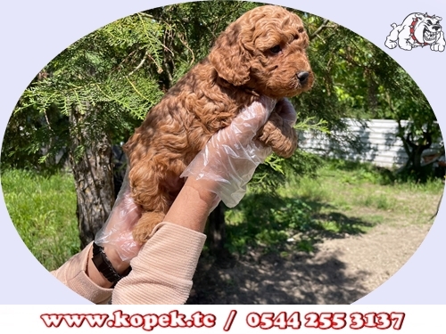 red toy poodle