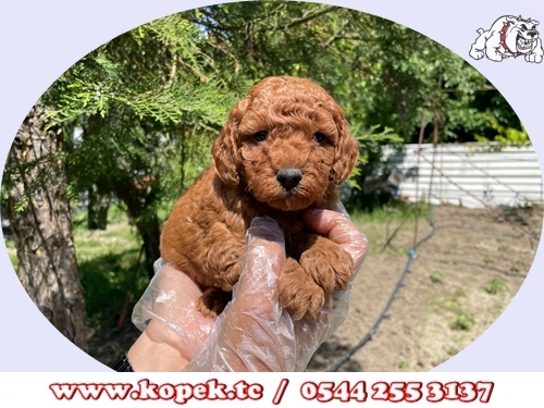 toy poodle yavru fiyatları