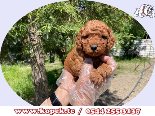 toy poodle yavrusu