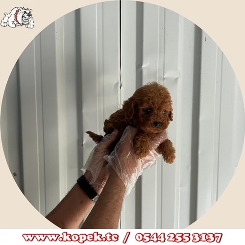 toy poodle fiyat