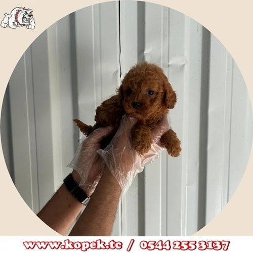 toy poodle fiyat