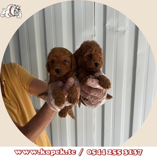 red toy poodle