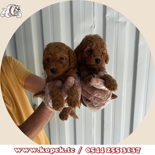 toy poodle red