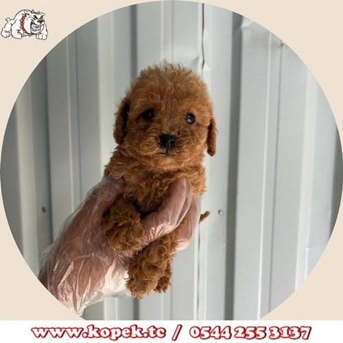 toy poodle yavru