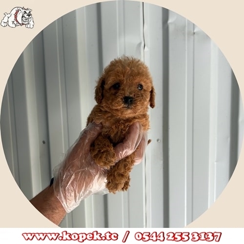 toy poodle yavru