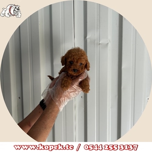 toy poodle