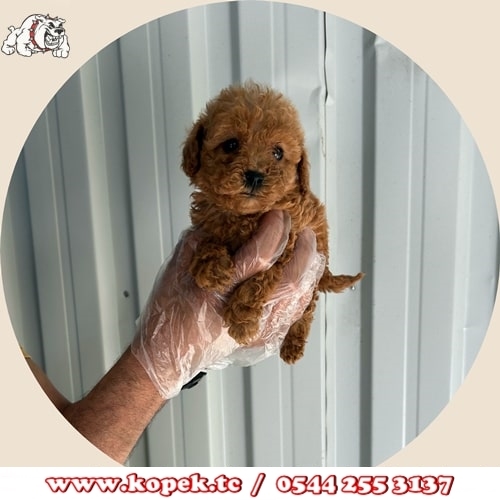 toy poodle fiyat