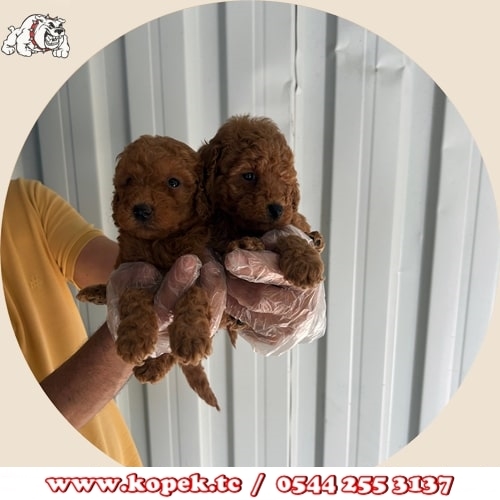 yavru toy poodle