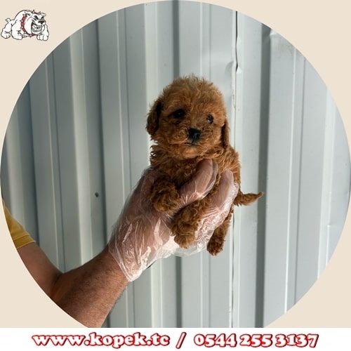 toy poodle fiyat